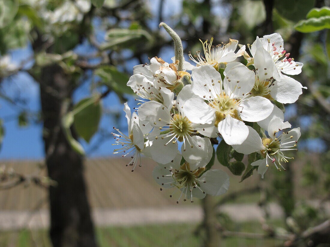 Prunus avium, wild form