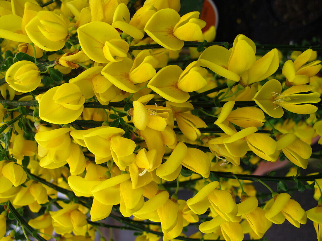 Cytisus scoparius 'Golden Tears'