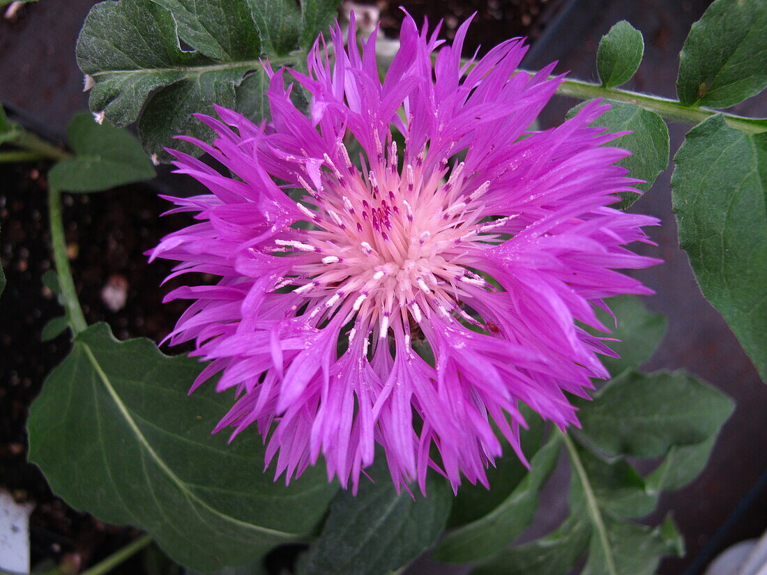 Centaurea hypoleuca 'John Coutts'