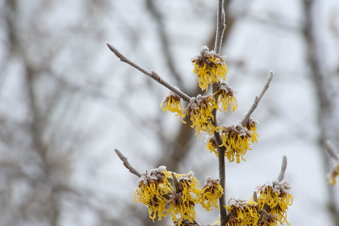 Hamamelis x intermedia 'Barmstedt's Gold