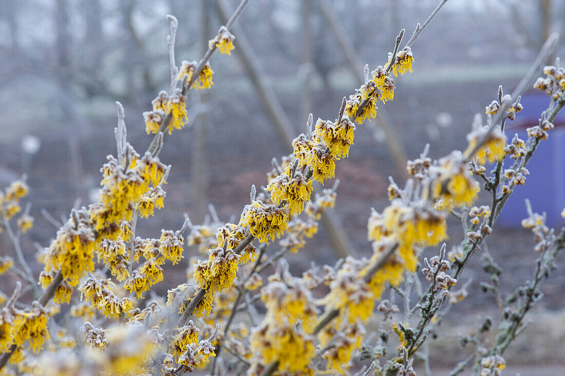 witch hazel x intermedia 'Barmstedt's Gold