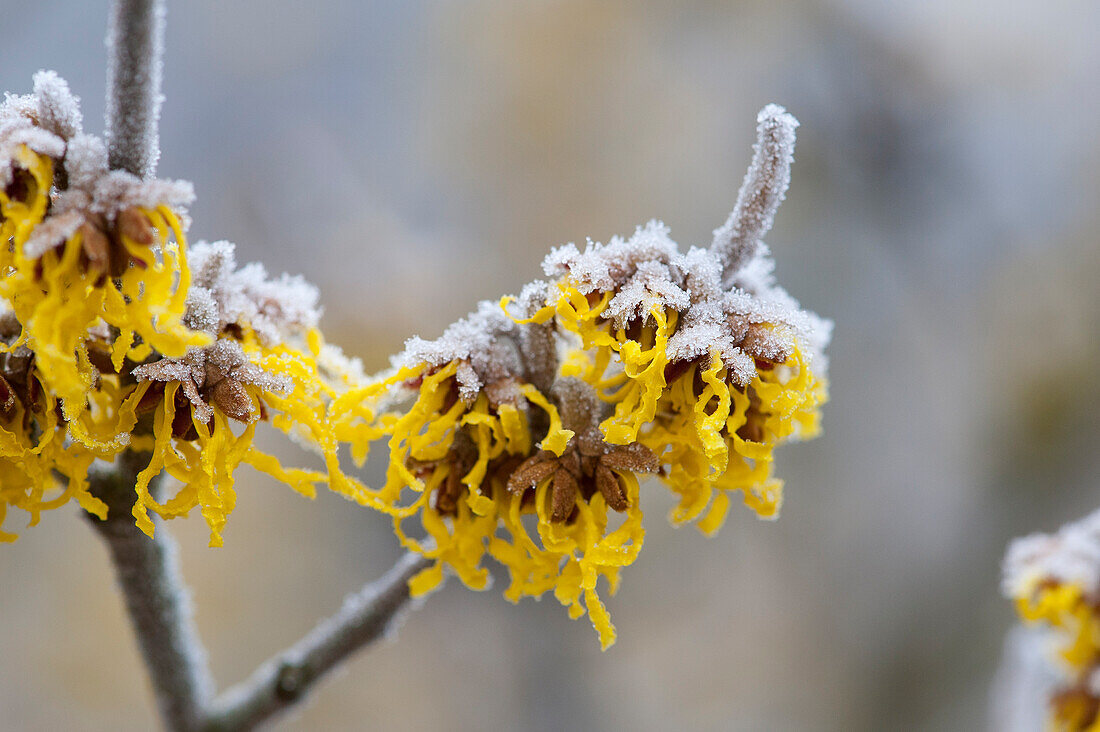 Hamamelis x intermedia 'Barmstedt´s Gold'