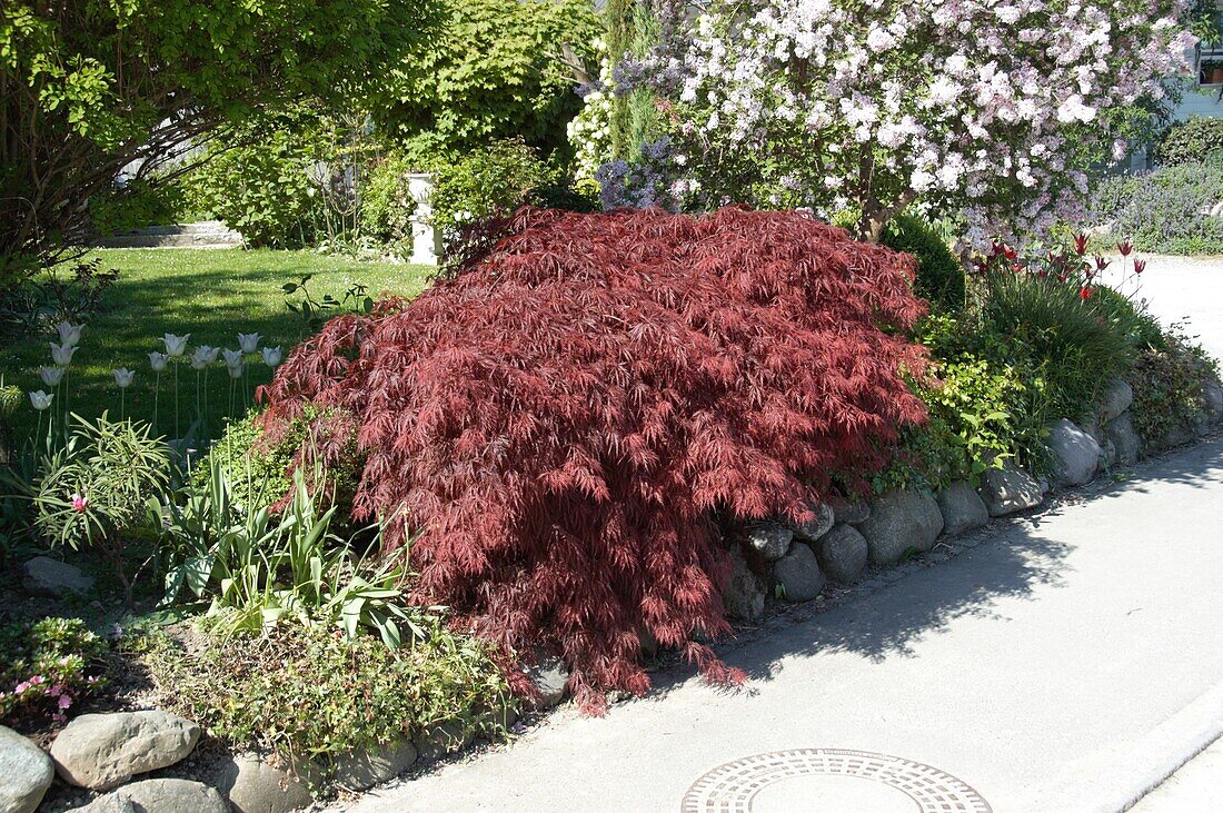 Acer palmatum 'Dissectum Atropurpureum'.