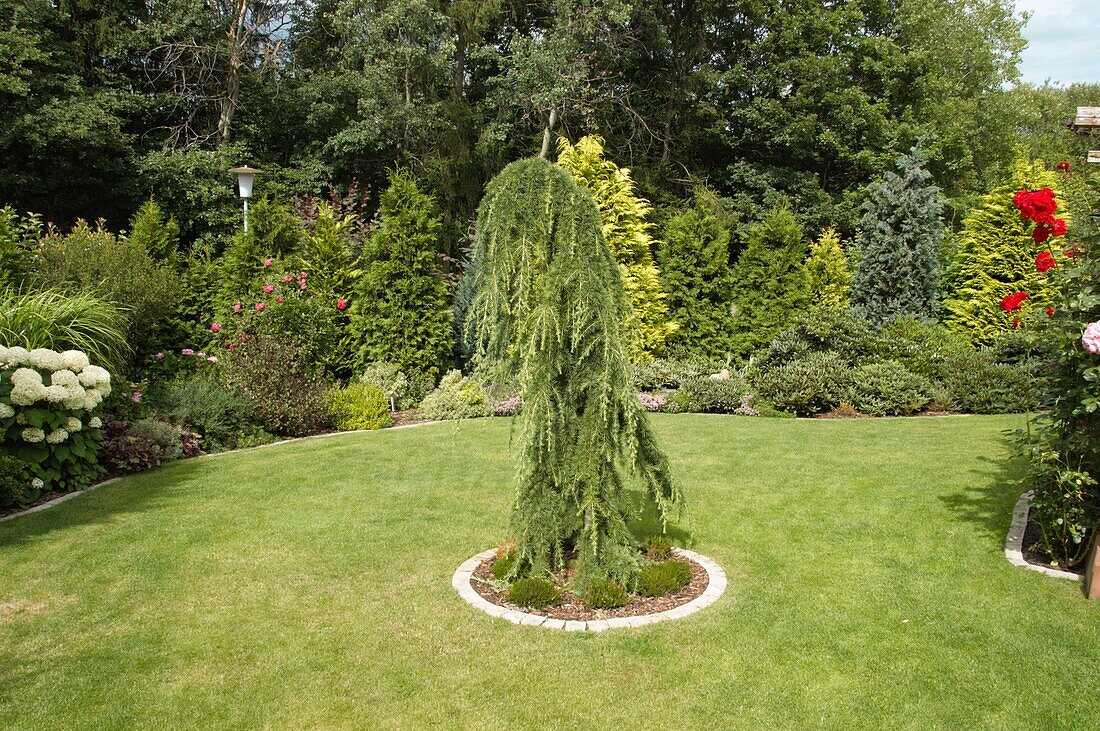 Solitary hanging conifer