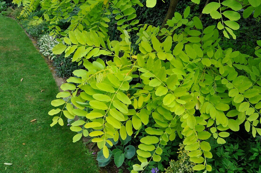 Robinia pseudoacacia