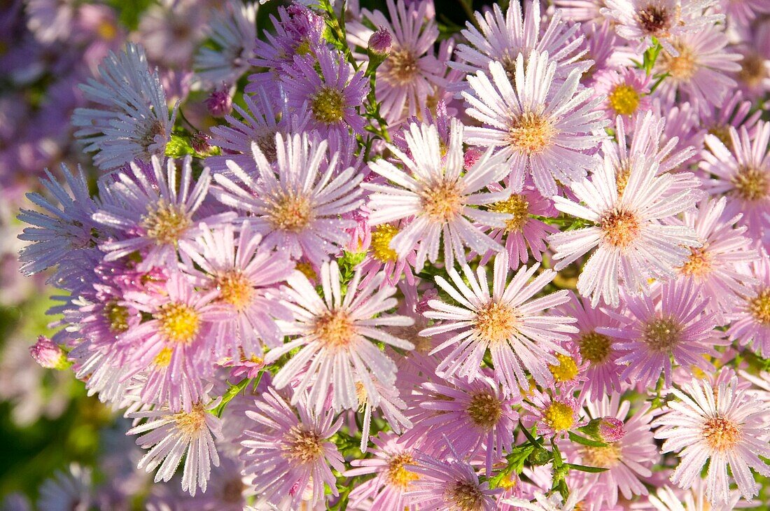 Aster ericoides 'Pink Star'