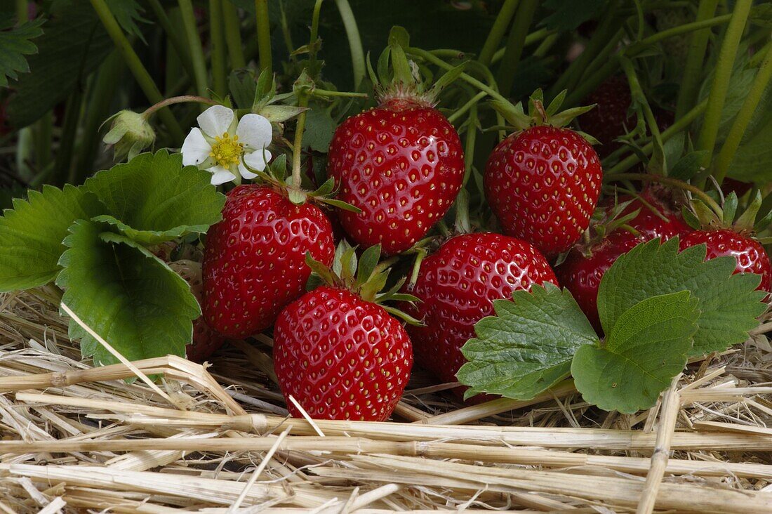 Fragaria x ananassa