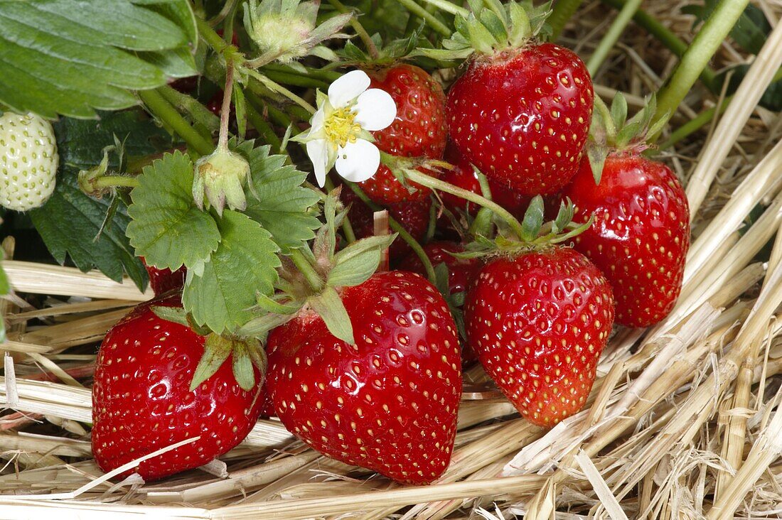 Fragaria x ananassa