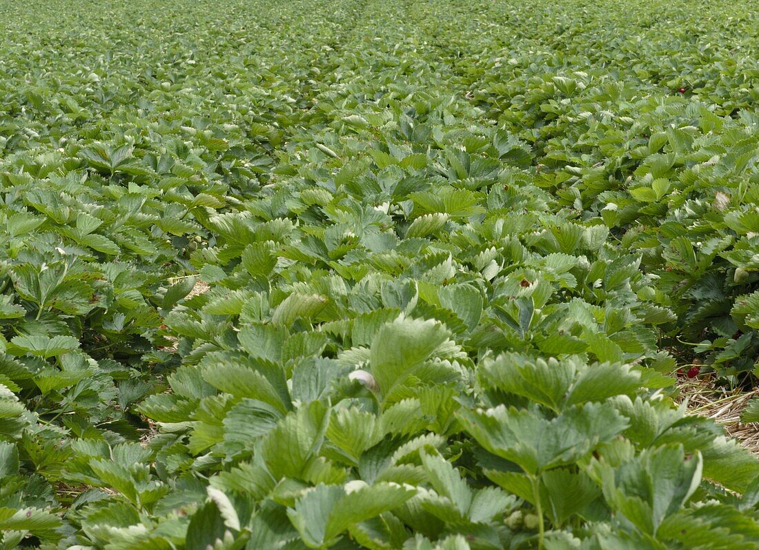 Strawberry field