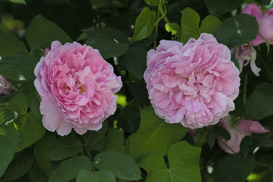 Shrub rose, pink