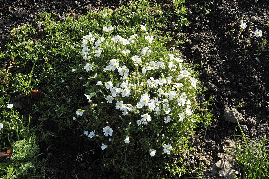 Potentilla neumanniana 'Nana'