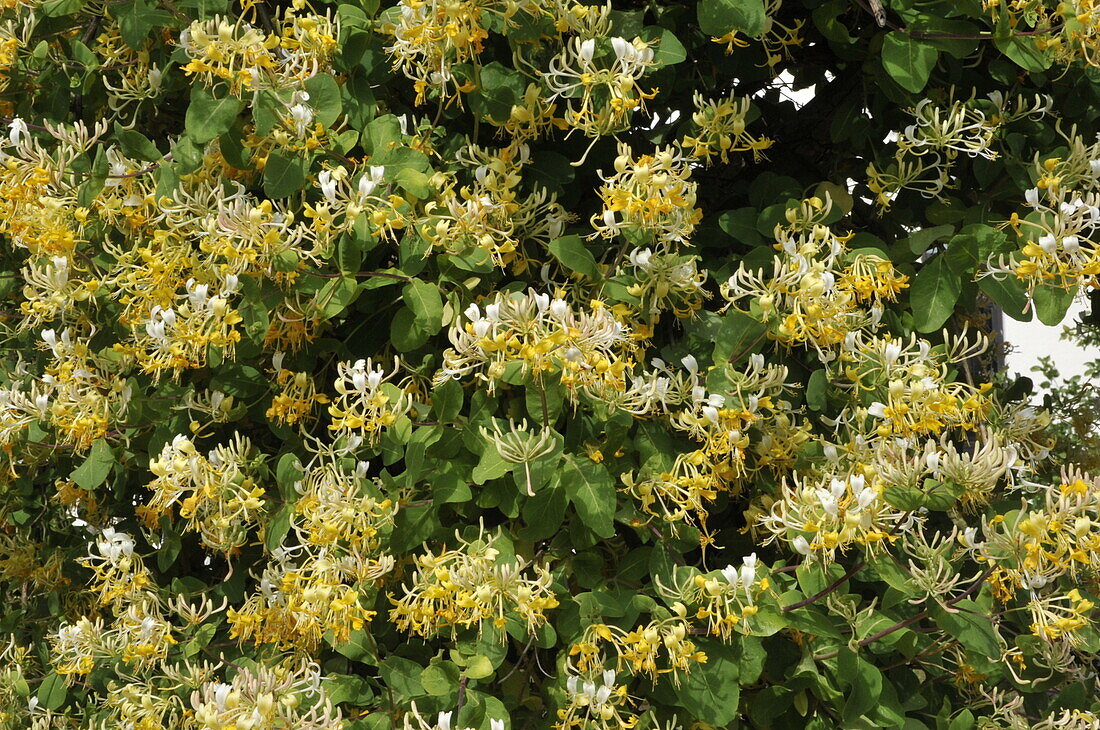 Lonicera japonica