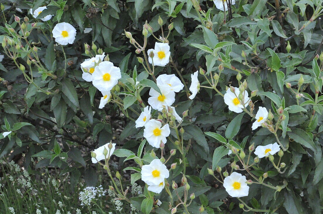 Cistus laurifolius