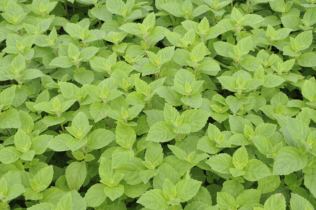 Mentha x piperita var. citrata