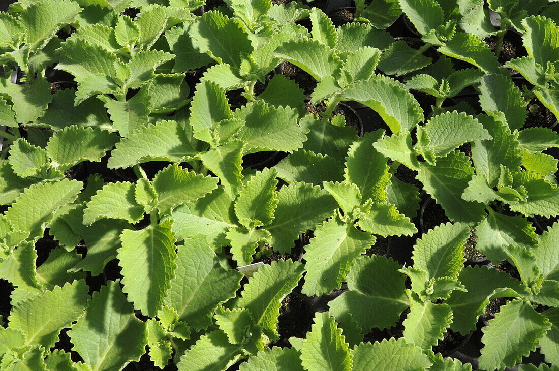 Plectranthus zuluensis