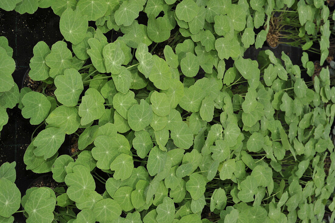 Tropaeolum majus