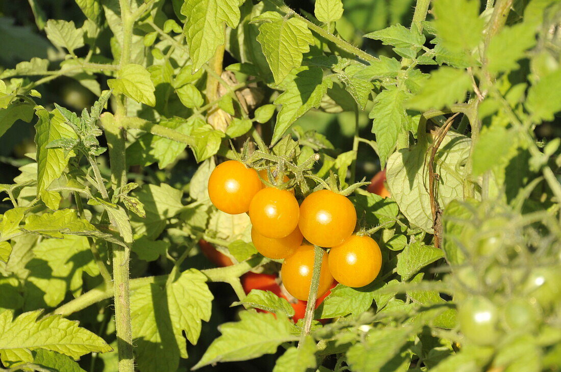 Solanum lycopersicum 'Golden Currant'