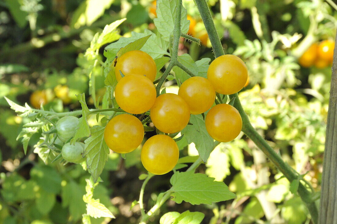 Solanum lycopersicum Golden Currant