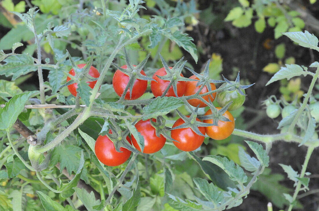 Solanum lycopersicum var. cerasiforme 'Resi'