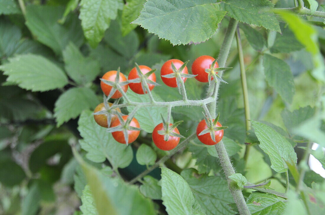 Solanum lycopersicum 'Rot Murmel'