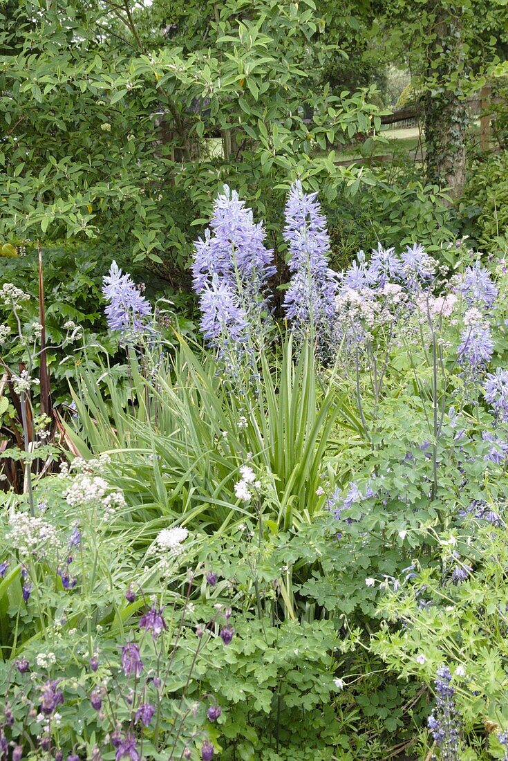 Herbaceous border with prairie lily, columbine and meadow rue.