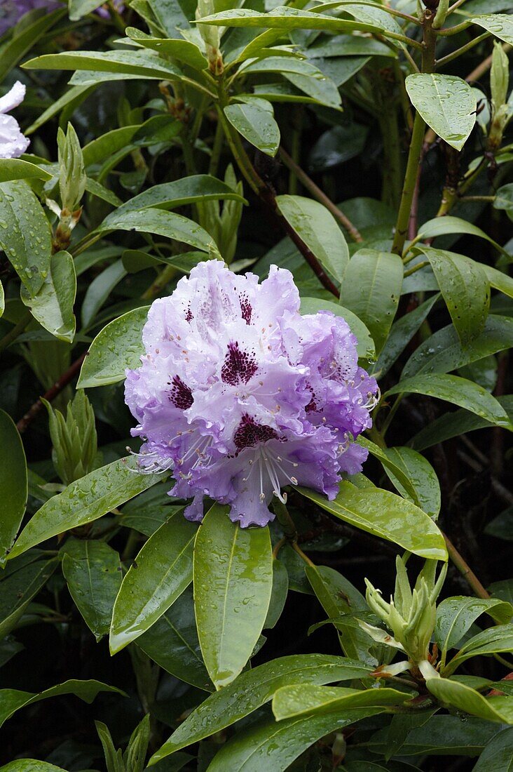 Rhododendron, purple