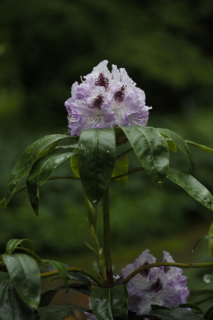 Rohdodendron, lila mit Zeichnung