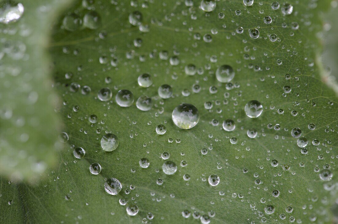 Wassertropfen auf Blatt