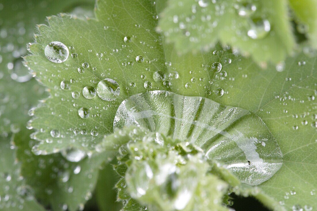 Wassertropfen auf Blatt