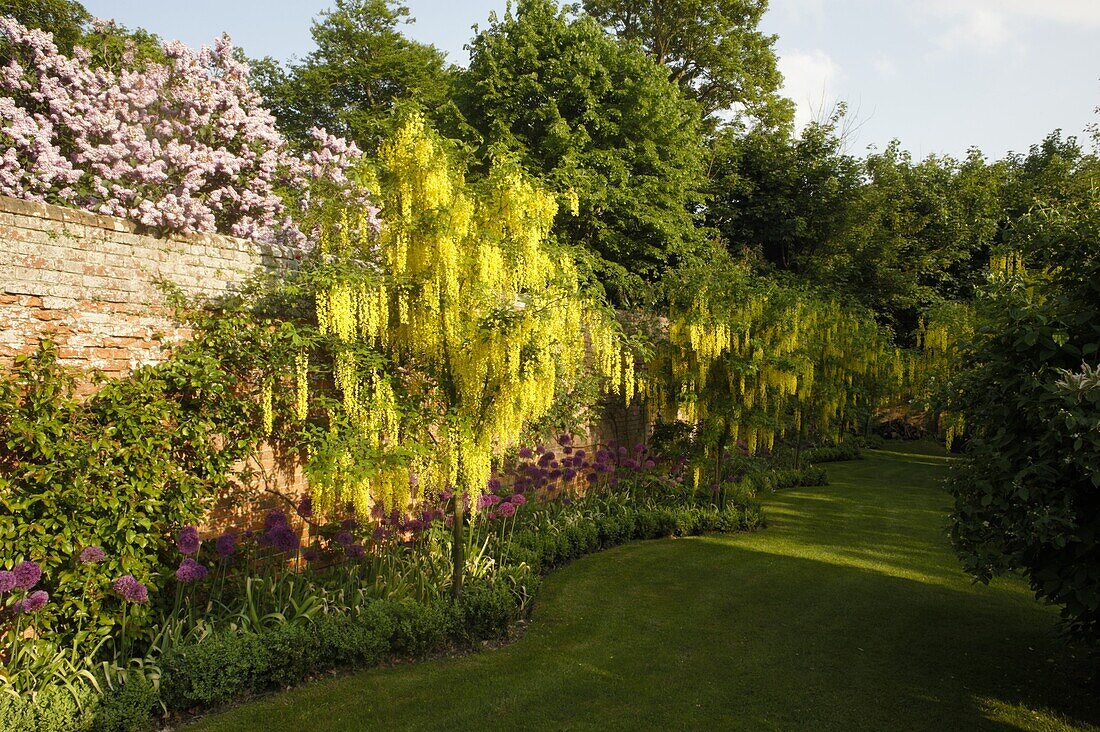 Garden view with laburnum