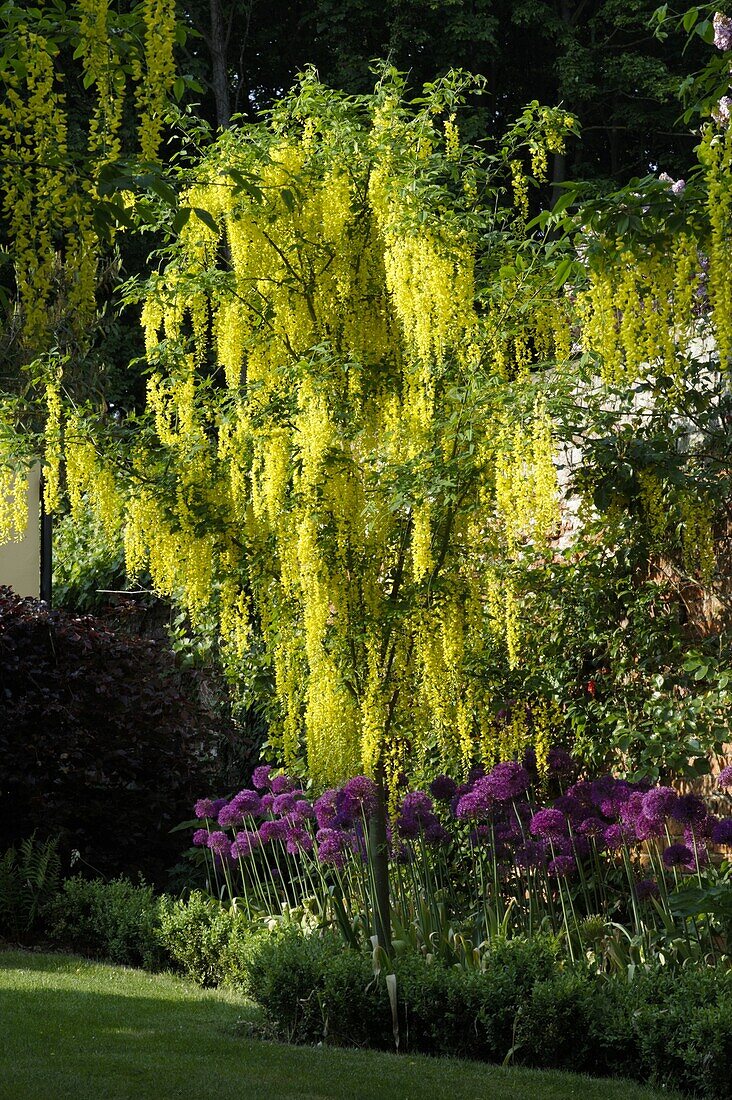 Laburnum anagyroides