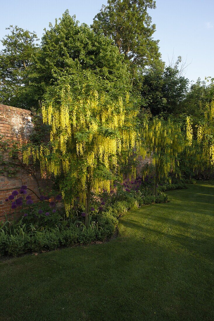 Garden view with laburnum