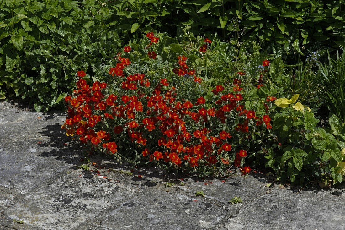 Helianthemum