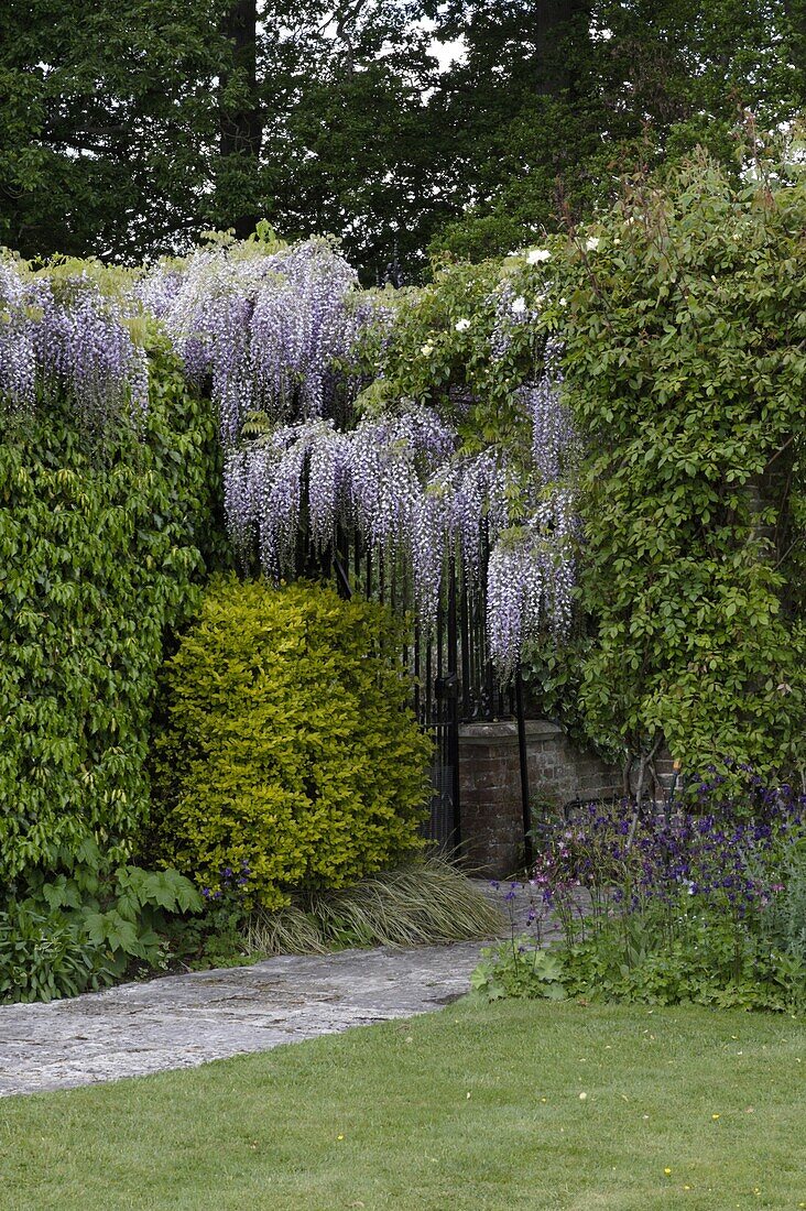 Wisteria sinensis, blau