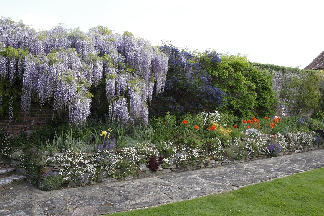 Wall with blue rain and sackbut flower