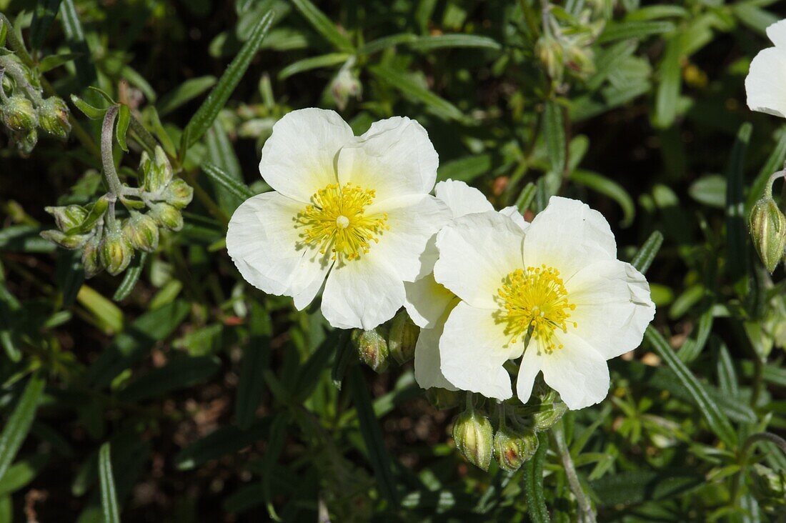 Helianthemum cultorum, weiß