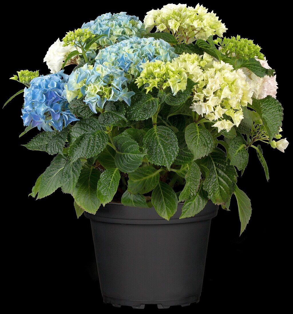 Hydrangea macrophylla 'Three Sisters'®