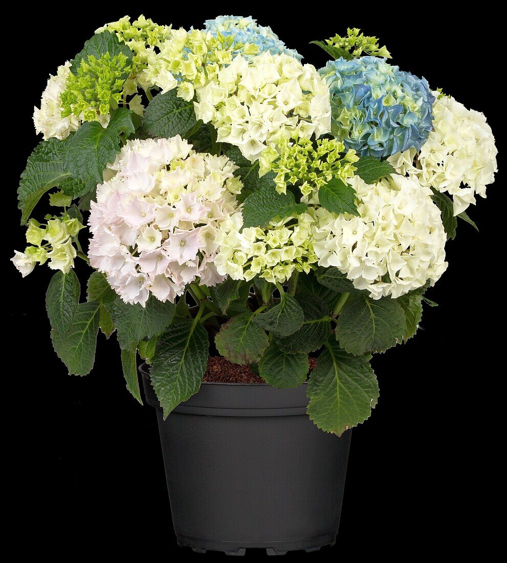 Hydrangea macrophylla