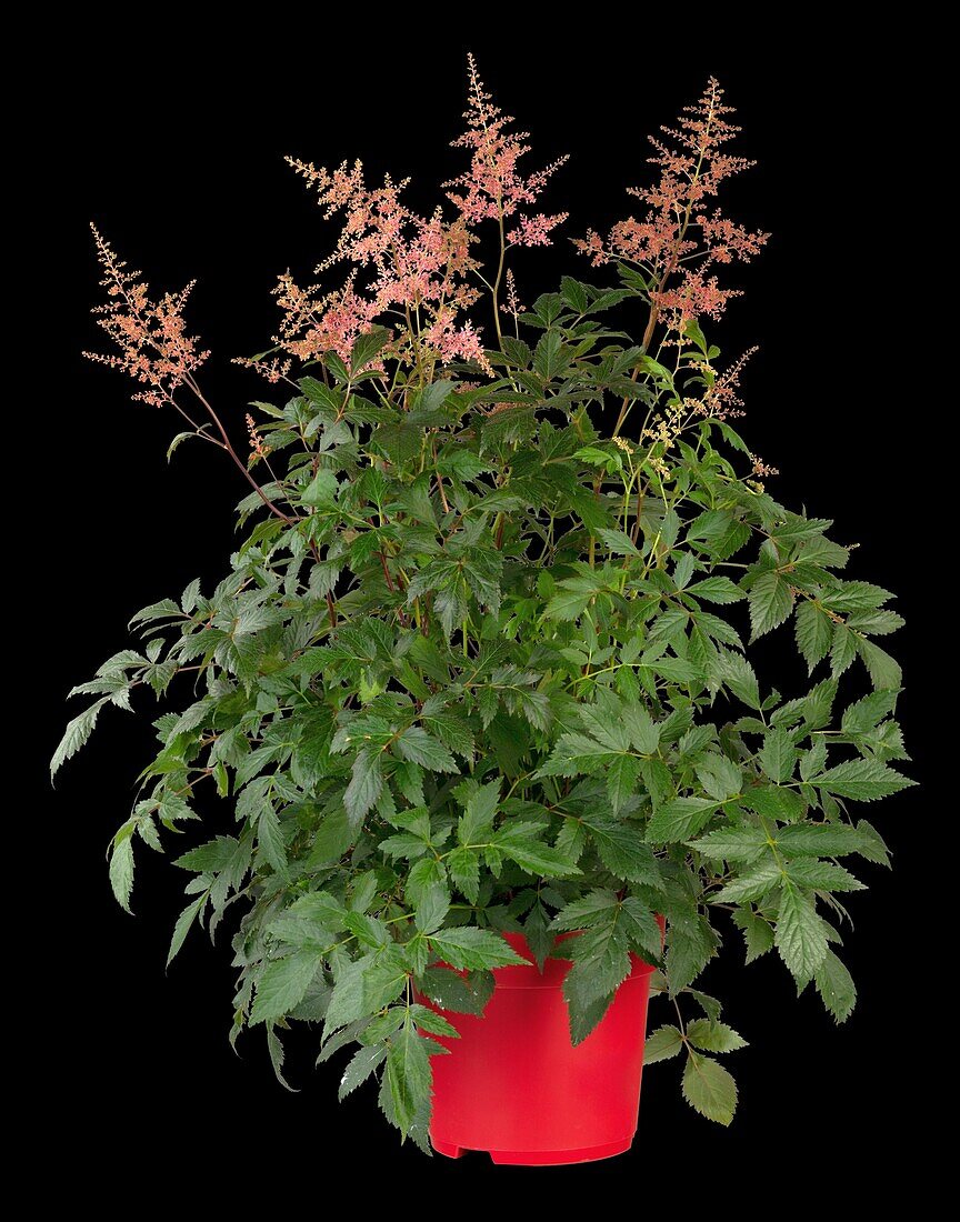 Astilbe japonica, rot