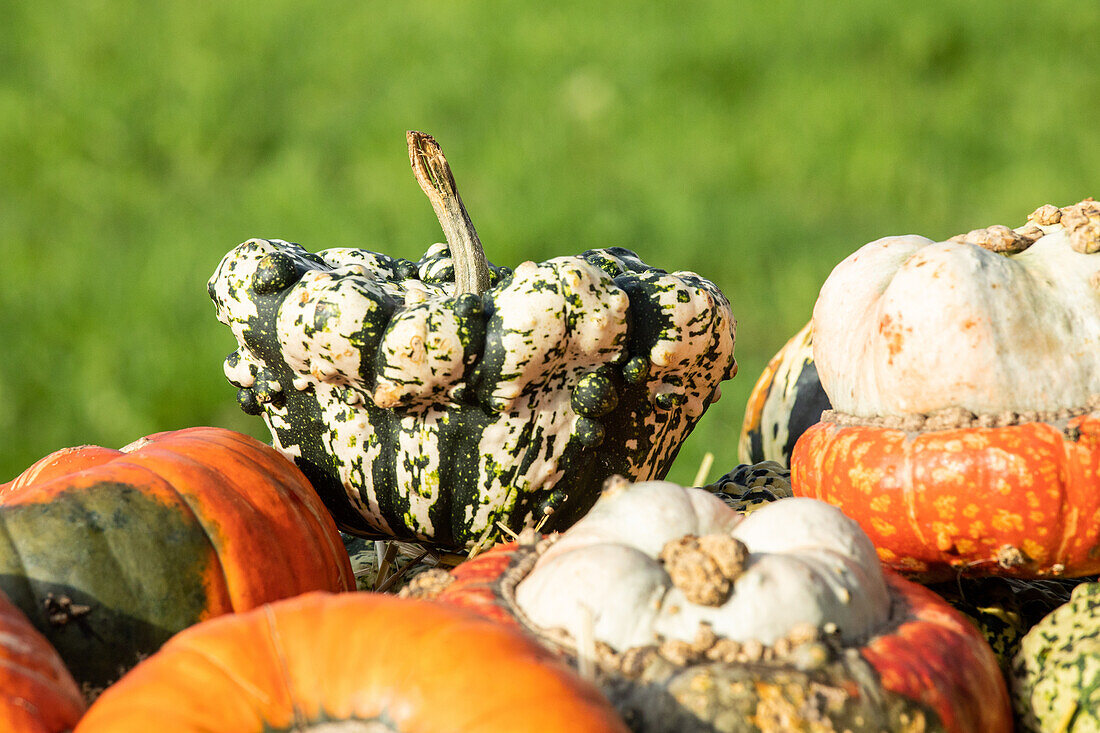 Pumpkins