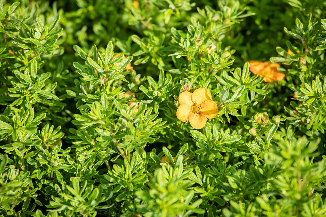 Potentilla fruticosa 'Bella Sol'®