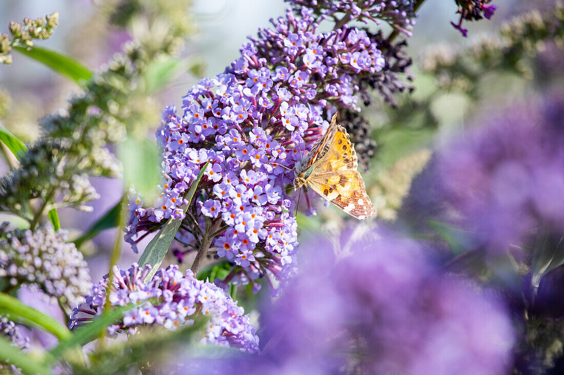 Buddleja davidii 'Empire Blue'