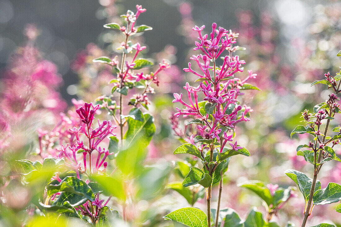 Syringa vulgaris 'Mrs Edward Harding'