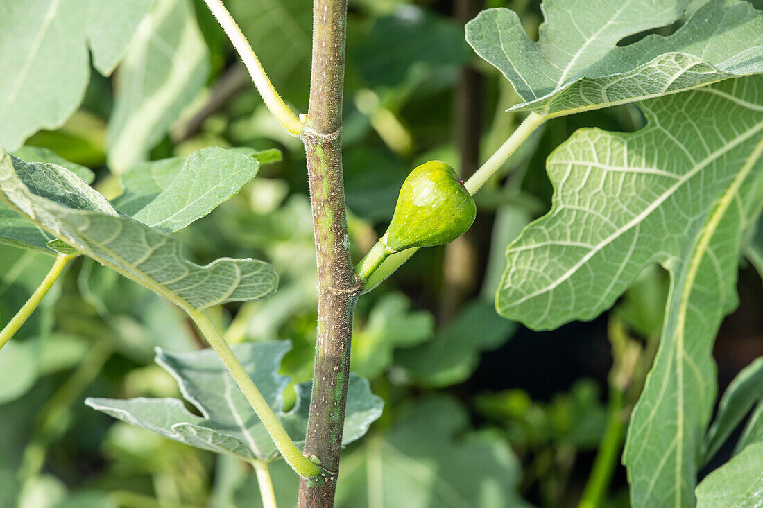 Ficus carica