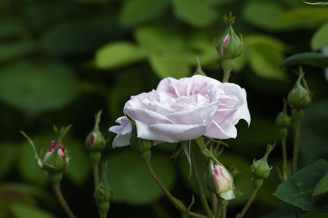 Bed rose, light pink