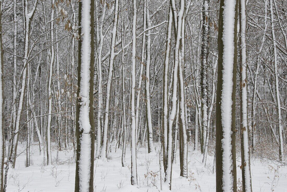 Winter forest