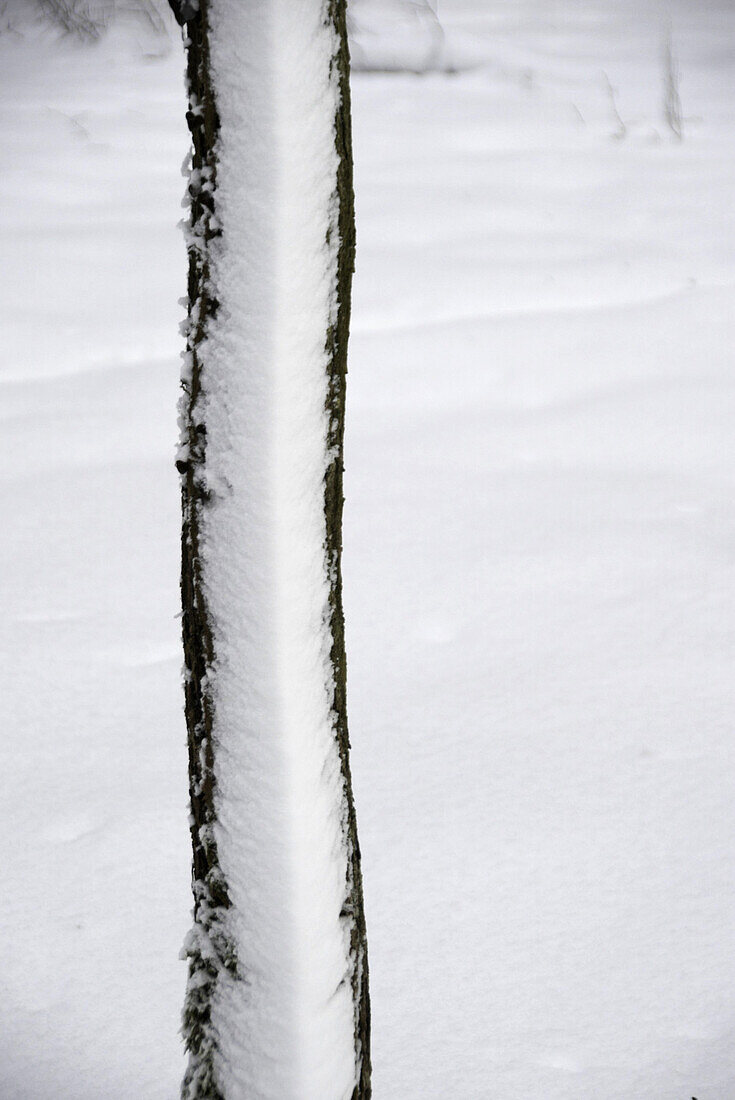 Winter forest - tree with snow