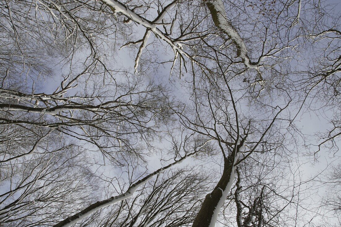 Winter forest