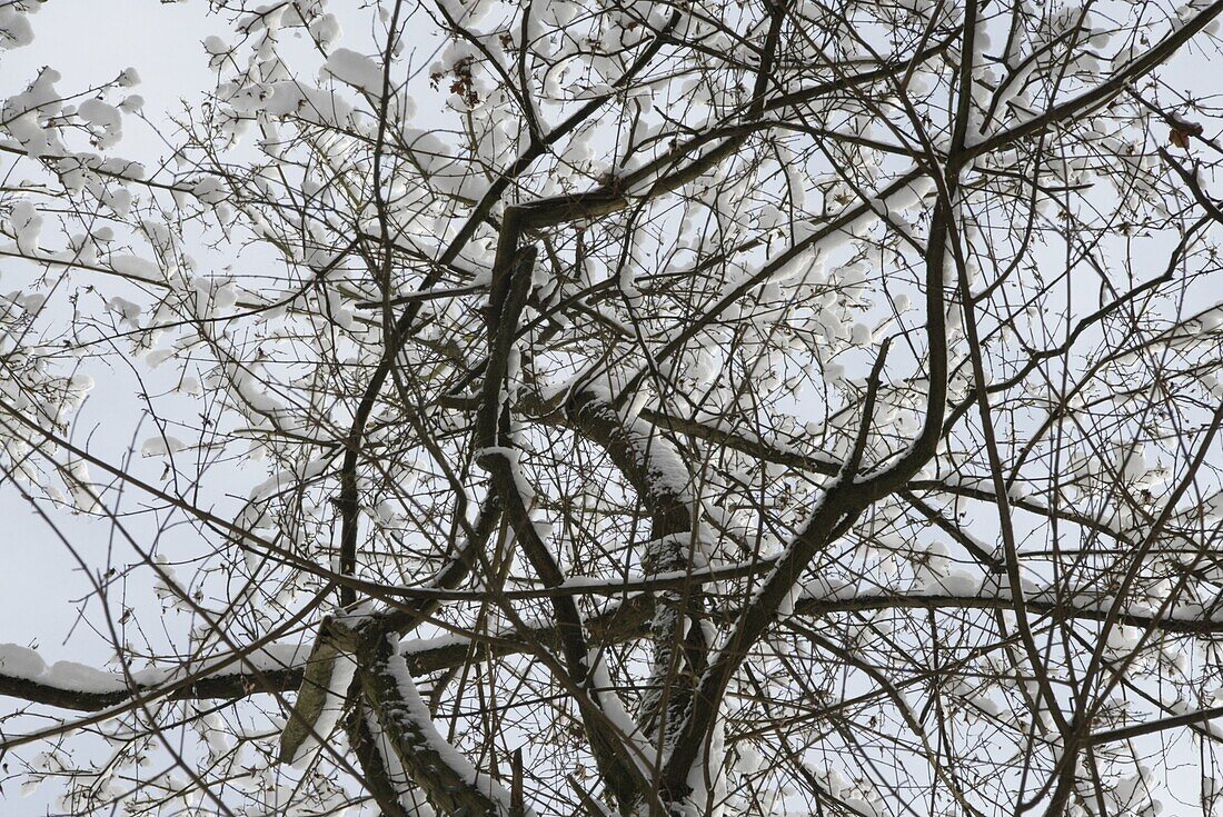 Winterwald - Bäume mit Schnee