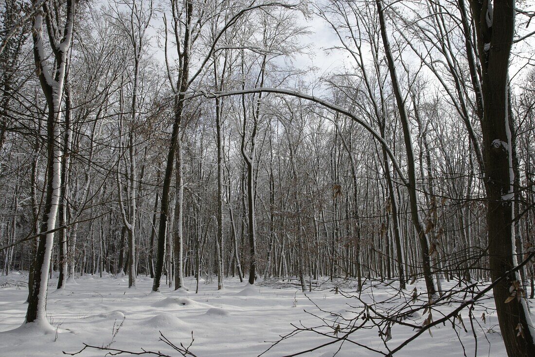 Winter forest